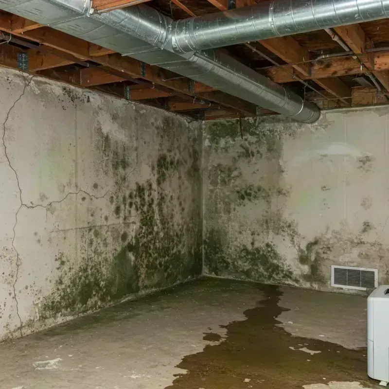 Professional Mold Removal in Madill, OK